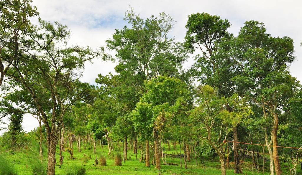 Punarjani Ayurvedic Resorts Ramakkalmedu Bagian luar foto